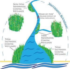 What are "coastal wetlands?