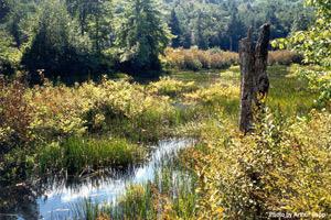Recreation: Recreational opportunities in coastal wetlands include canoeing and