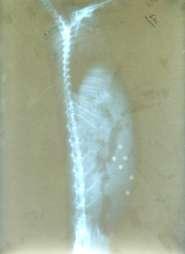 Microbeads (x-ray studies) )