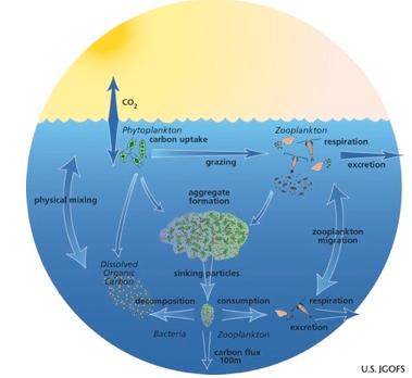 The Biological Pump: Carbon Transport to the Deep Sea Sinking photosynthetic material, POM, removes C from the surface ocean CO 2 stripped from surface waters is replaced by dissolution of new CO 2