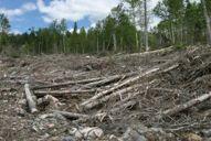 Why the Concern about Forestry?