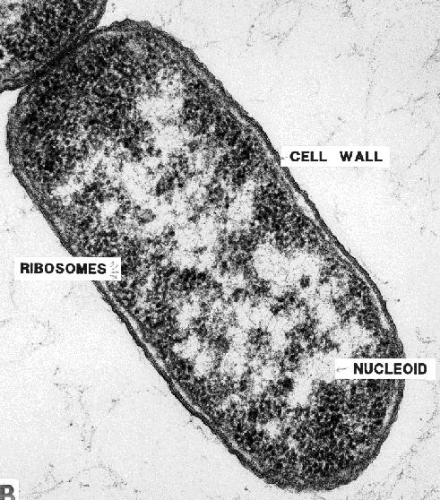 Electron microscopes, however, have revealed much of what we know about bacterial structure.