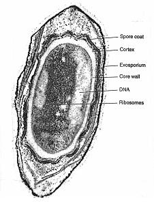 Endospores are extremely tough and thick-walled