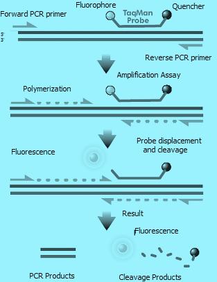 4. Product Description The Biocan Zika Virus (ZIKAV) real time RT-PCR Kit contains a specific ready-to-use system for the detection of the Zika Virus using RT-PCR (Reverse Transcription Polymerase