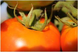 Fresh Tomato Industry Fourth