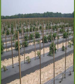 mulch Drip irrigation