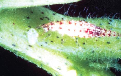 Lacewing larva