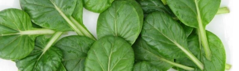 sales of hybrid spinach and leafy vegetable seeds.