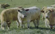 Teagasc, Grange Beef Research Centre Provide the technologies