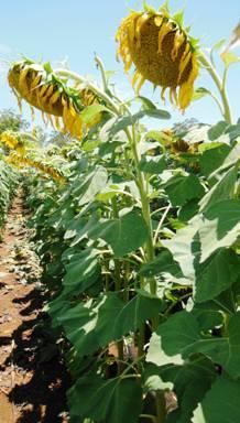 A strategy for budding - maturity Monitor crops once a week from