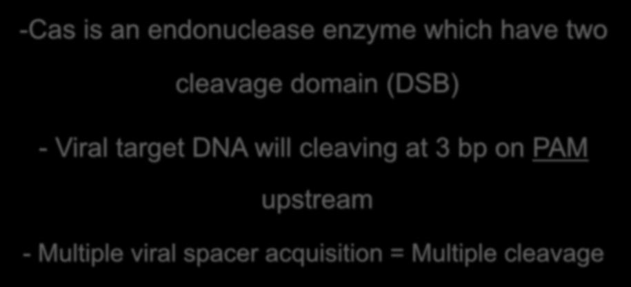 Stage 3: interference -Cas is an endonuclease enzyme which have two cleavage domain (DSB) - Viral