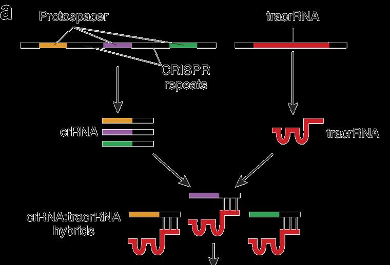 Type II CRISPR-Cas Systems defined by presence of the