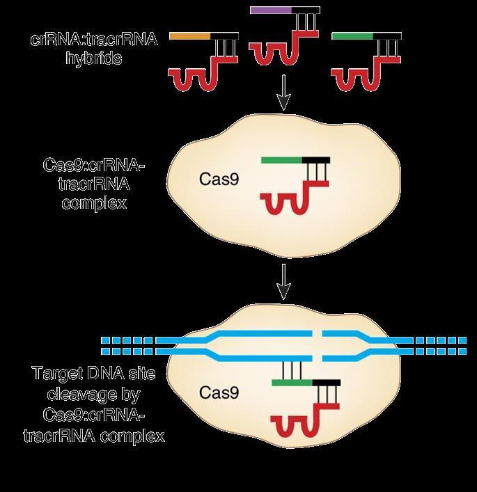 The Cas9 nuclease