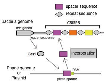 The size of CRISPR repeats and spacers varies between 23 to 47 base pairs (bp) and 21 to 72 bp,