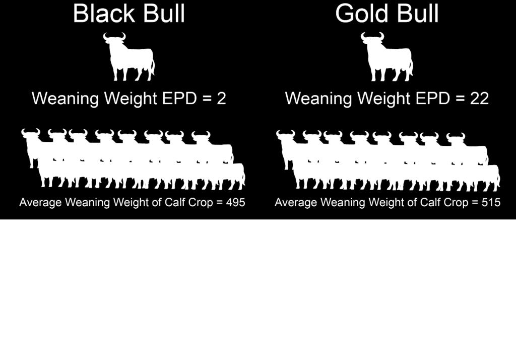 , Gardiner Angus Ranch, Triangle H Grain & Cattle Co., and Zoetis, Inc. conducted a field test of the $BEEF economic selection index in Angus cattle. (See https://www.cabpartners.