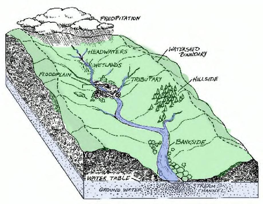 What Is a Watershed? Watersheds are like sponges and drain like funnels... Land accumulates pollutants from urban, agricultural, and other areas.