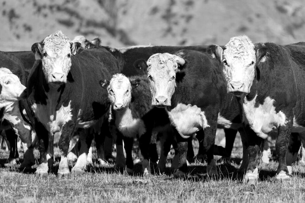 B+LNZ GENETICS BEEF BREEDER UPDATE ISSUE 2 The past six months have been busy in the beef genetics space.