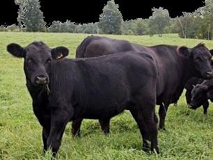 Www.TEXAS PREMIUM BEEF.com Prime Black angus By choosing Prime Black Angus, you will receive the highest quality grade of Angus beef.
