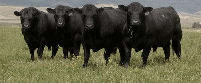 WWW.TEXAS PREMIUM BEEF.COm Choice Black angus Enjoy the all natural taste and tenderness of Choice Black Angus beef.