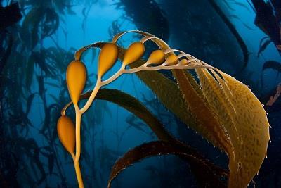Chemical changes Part 2 Q1. Kelp is a seaweed. Kelp can be used in foods and as a renewable energy source.