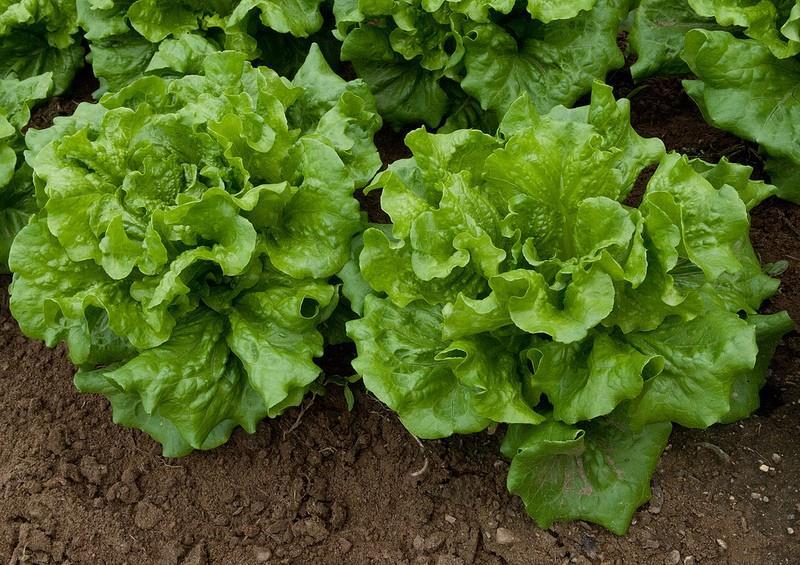 A PROFILE OF THE SOUTH AFRICAN LETTUCE MARKET