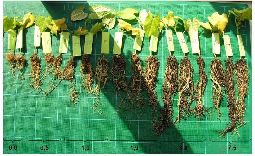 Principal study: Root growth of common bean in a sandy subsoil with increasing