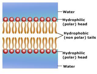 Cell Membrane http://www.studydroid.