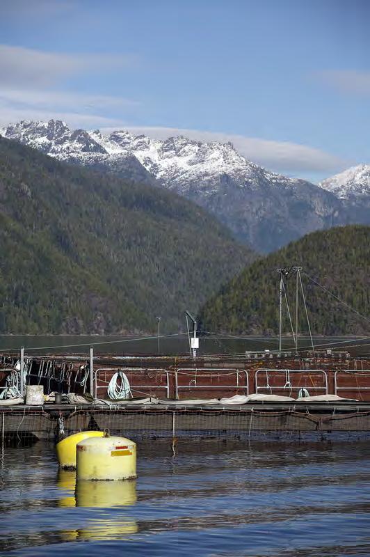 The industry s role Salmon farming must be sustainable The industry has made significant advances in knowledge and technology, but must effectively address important challenges Fish health Sea lice