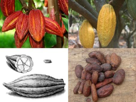 Global Programme on Evaluation 1998-2004 - CFC/ICCO/ Bioversity project on "Cocoa Germplasm Utilization and Conservation: a Global Approach" 2004-2010 -
