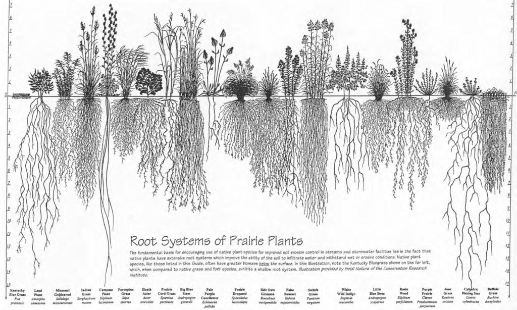 Native Plants Have deeper roots that