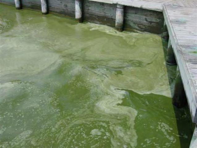 Phosphorus Grows Algae and Aquatic Plants! In a lake: 1 additional pound can grow 500 pounds of algae!