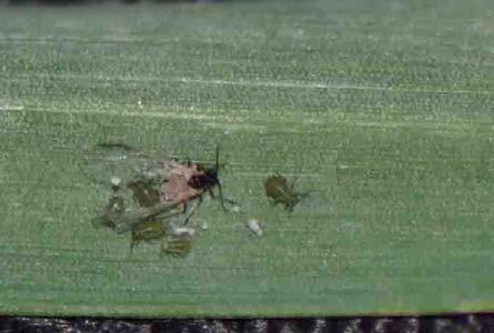 Bird-cherry oat aphid colony (left) and English grain aphid nymph (right) on rye. The winged female was dead at the time the photo was taken.
