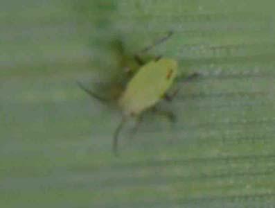 As a reminder, read the label for crop size restrictions on small grain herbicides. Earlier is often better. Alfalfa insects Adult pea aphids were observed in alfalfa.