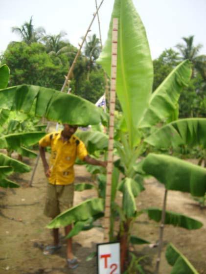 : Plant Height at 100 DAP at the Kumpur Trial Site Treatment Plant height (cm) Mean & range Stem Diameter (cm) Mean & range T1 (Control) 183 (110-220) 7 37 (17-42 ) T2 (BioAg 1