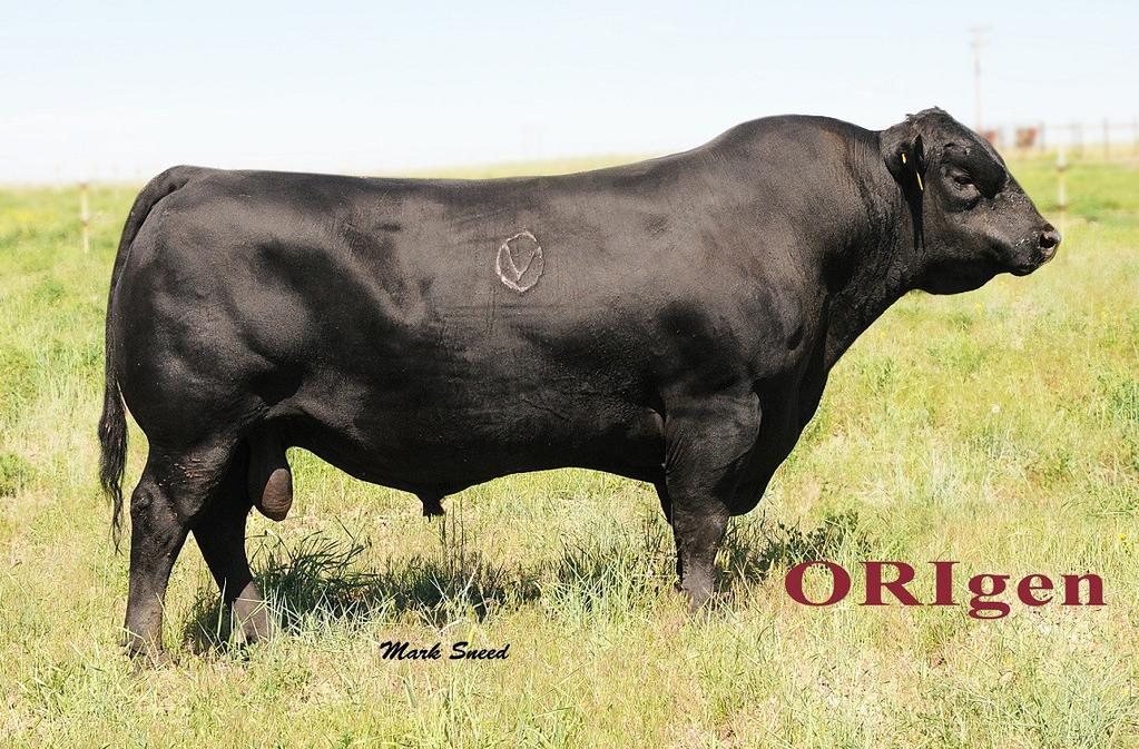 Top 1% of the breed on Docility, CW, REA & $B. He also ranks in the top 2% on WW & top 3% on YW.
