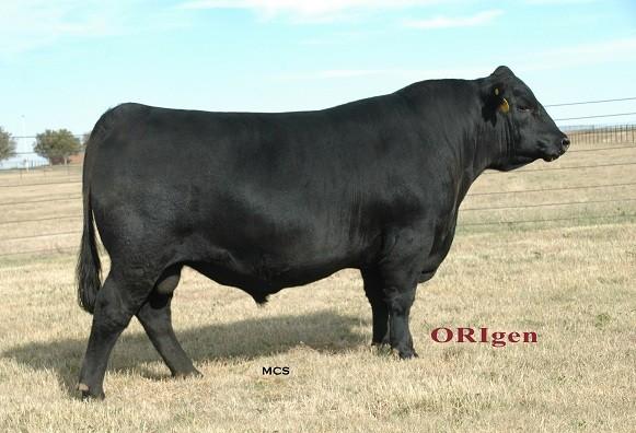 43, Ratio 113 11 0.8 51 101-2 11 42 33.70 1.06 -.037 $W 33.98 RADG 0.20 $B 94.27 Heifer bull born unassisted from a two year old. Top 1% of the breed for $B & rib eye EPD, top 2% for low fat.