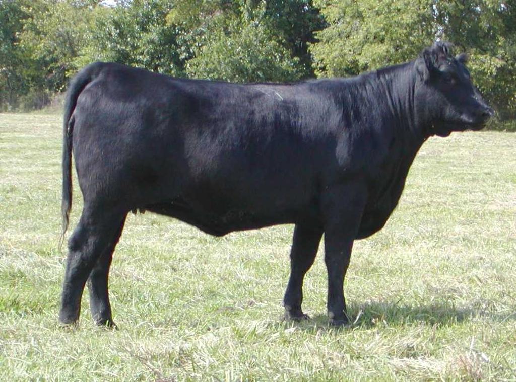 A Few Pairs Although we did not promote them, other than say we would sell a few pairs we will sell some of our best proven cows 710 Woodland Burgess Pride 710 15782494 Born: Feb.