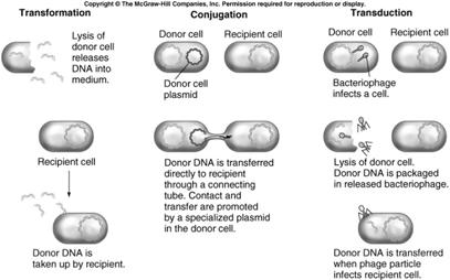 Transmission of genetic variation: conjugation Transmission of genetic variation: conjugation Direct transfer of DNA from one strain to another mediated by fertility factor (F). Best studied in E.