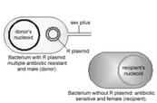 Transmission of genetic variation: R-plasmid conjugation Transmission of genetic variation: R-plasmid conjugation R factors - Drug-resistance plasmids first isolated in late 1950's in Shigella during