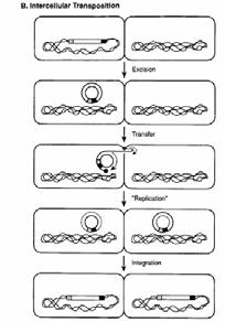 Transmission of genetic variation: conjugative transposition Genetic variation: Implications for pathogenesis and antibiotic resistance I. Transduction a. Vibrio cholera b.