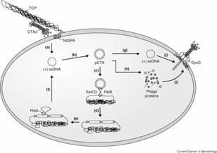 Transduction: Vibrio cholera Transduction: Corynebacterium diphtheriae Transduction: Vibrio cholera Transduction: Corynebacterium diphtheriae Model of the key steps (infection, integration,