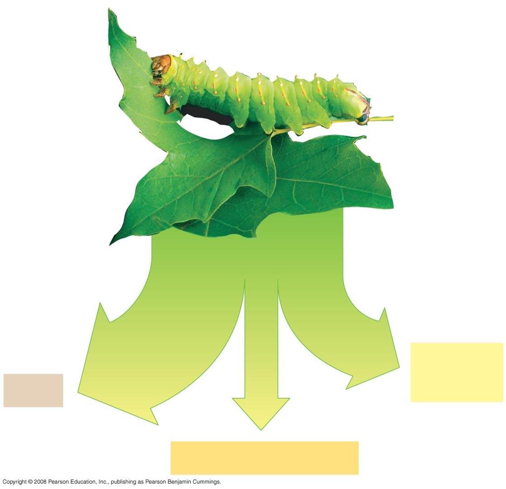 Production Efficiency When a caterpillar feeds on a leaf, only about one-sixth of the leaf s energy is used for secondary production Plant material eaten by caterpillar An