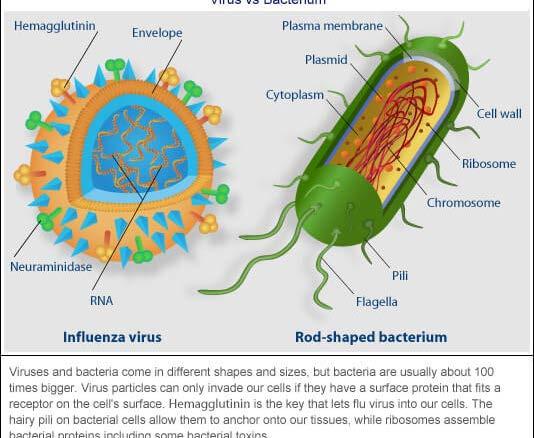 Organisms Bacteria, viruses,