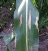Three corn hybrids were manually inoculated with five corn leaf diseases that are prevalent throughout Beck s marketing area.