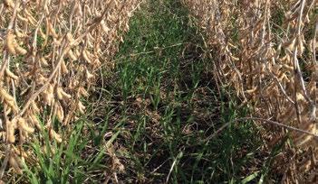 As the crops matured and were harvested, the cover crop was already established and thriving (Photo 4.