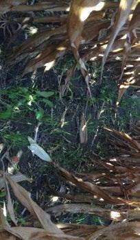 Rainfall in Inches 2.51 2.65 6.14 6.69 3.71 21.70 Central Illinois PFR BECK S Cover Crop Interseeding Study - Continued Photo 5.