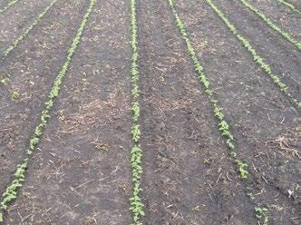 Planting Depth Growers are always looking for an easy way to