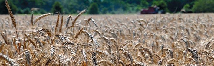 Kentucky Wheat BECK S Fall Nitrogen & Tillage Study - 2014 PLANTED: October 16, 2013 PREVIOUS CROP: Corn HARVESTED: June 20, 2014 TILLAGE: Various POPULATION: 1.5 million seeds/a.