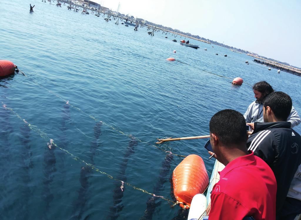 New professional profiles for Mediterranean Fisheries Aquaculture: Mussels farming - Egypt Mussels farming consists in rearing various mussels species (according to the local needs and opportunities)