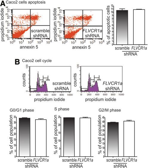 SUPPLEMENTARY FIG. S7. Loss of FLVCR1a does not affect apoptosis and cell cycle in Caco2 cells.